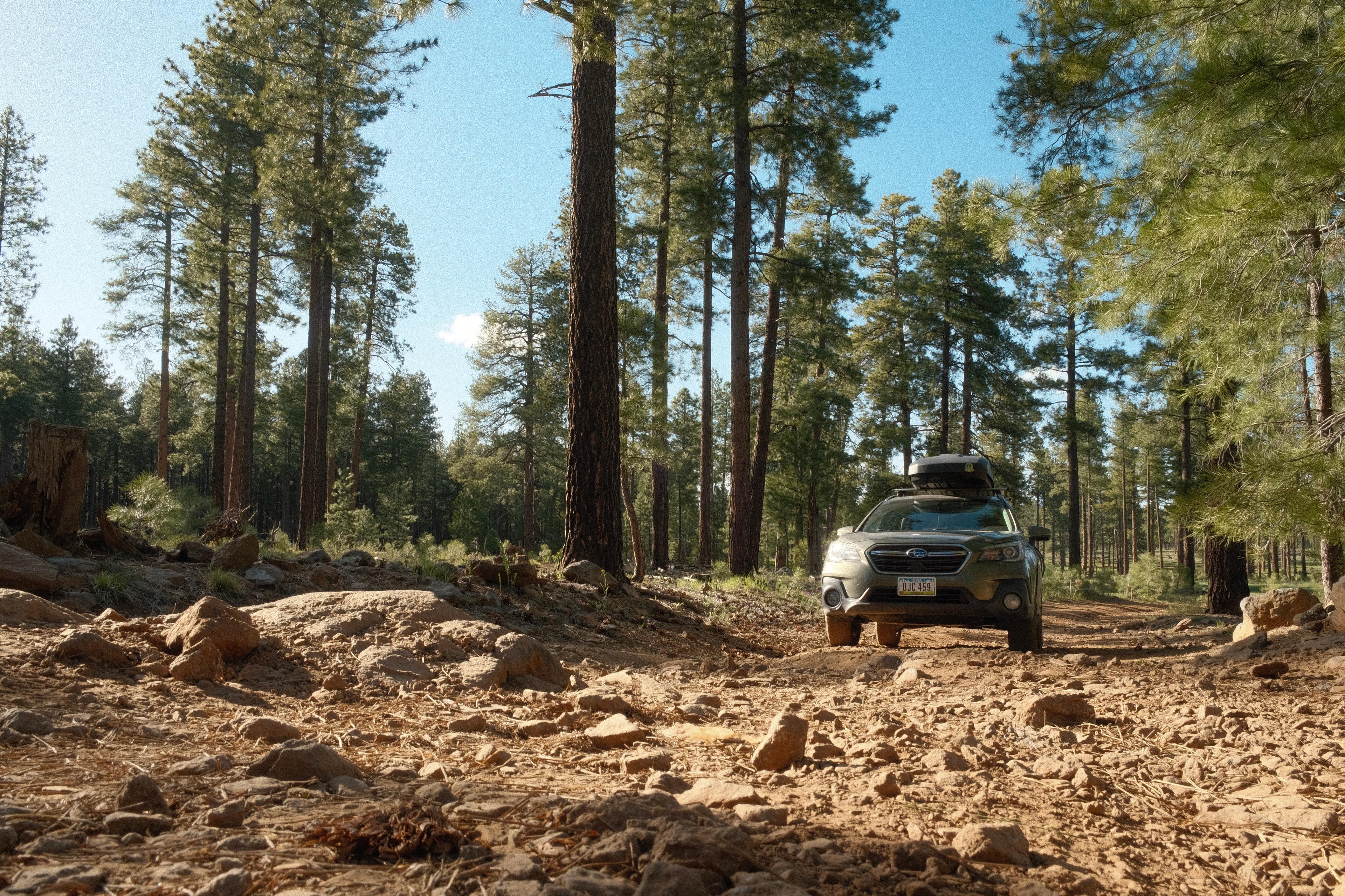 Background image of Coconino National Forest, Arizona